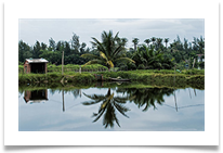 Village pond near Hoi An - Vietnam - Richard Nicholls